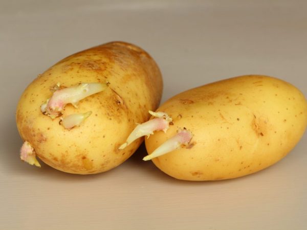Pred výsadbou je vhodné hľuzy vyklíčiť.