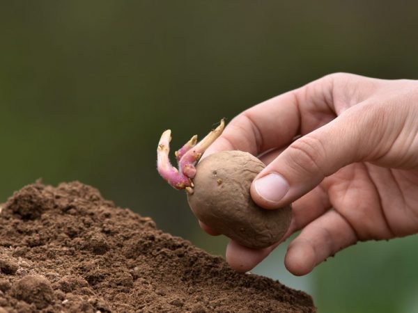 Semená musíte klíčiť pri dobrom osvetlení.