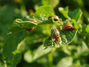 Insekticídne tabu od zemiakového chrobáka z Colorada