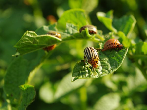 Insekticídne tabu od zemiakového chrobáka z Colorada