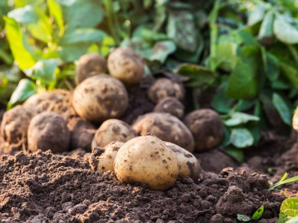 Produktivita rastlín sa zvýši pri pravidelnom hnojení