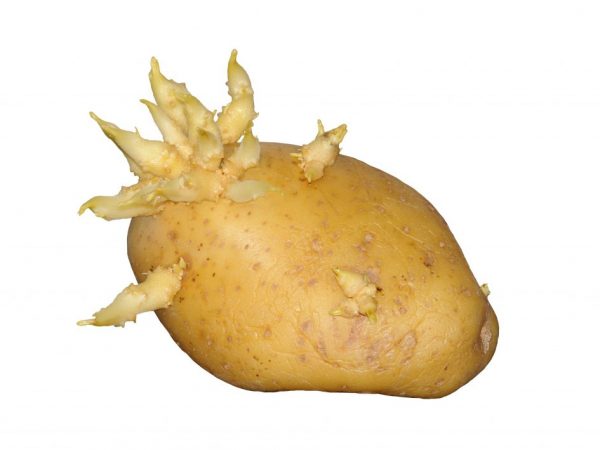 Hľuzy pred výsadbou klíčia