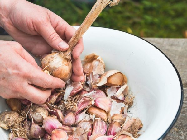 Proces spracovania cesnaku na jar