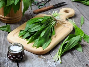 Charakteristika divokého cesnaku Divoký cesnak Charakteristika divého cesnaku