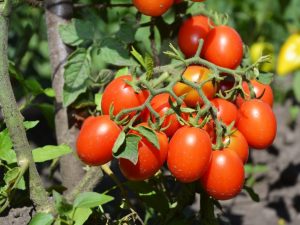 Charakteristika paradajok Cherry Ira f1