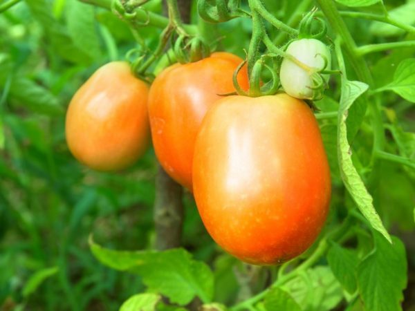 Popis paradajky Orange Giant