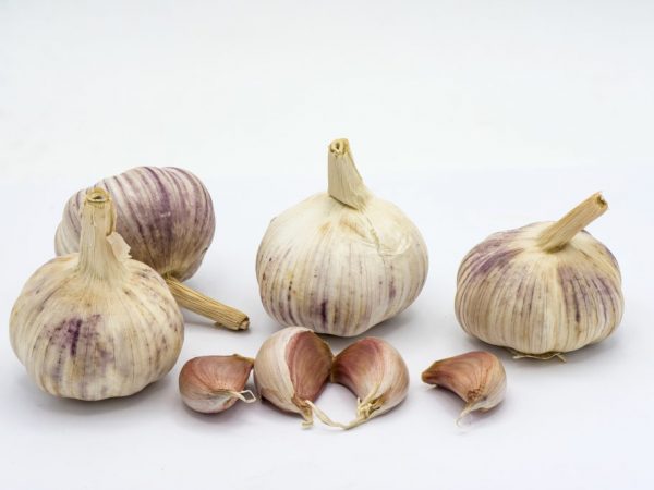 Odroda musí nevyhnutne zodpovedať klimatickým podmienkam.