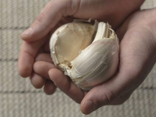 Pri správnej starostlivosti, dobrej úrode