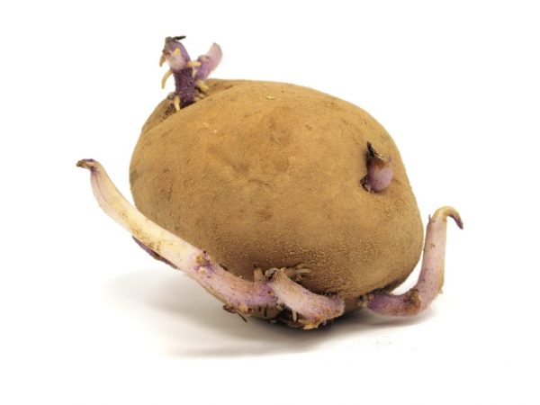 Hľuzy musia byť pred výsadbou vyklíčené