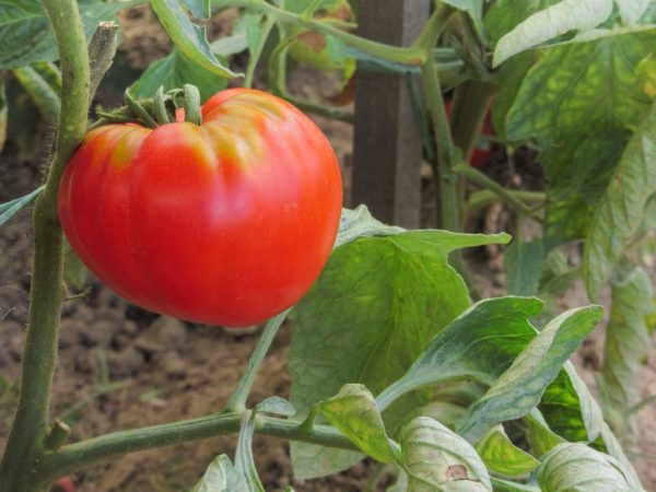 Popis odrody paradajok Abakan ružová