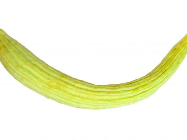 Popis arménskej uhorky