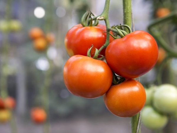 Charakteristika paradajkovej odrody Babushkino