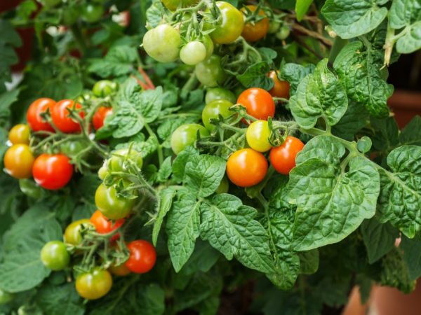 Popis a vlastnosti paradajok Balcony Miracle