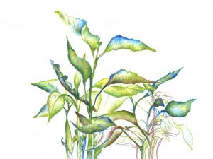 Paprika biele listy