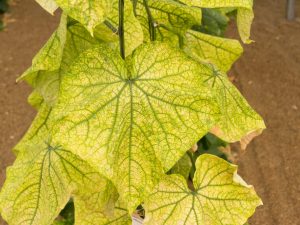 Whitefly v skleníku na uhorkách