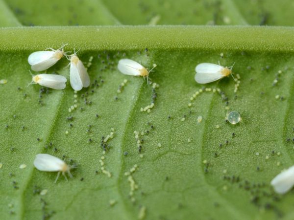 Whitefly je možné vyhubiť bez chemikálií