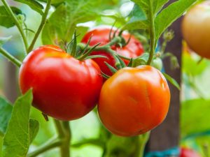 Charakteristika a popis paradajok odrody White Naliv