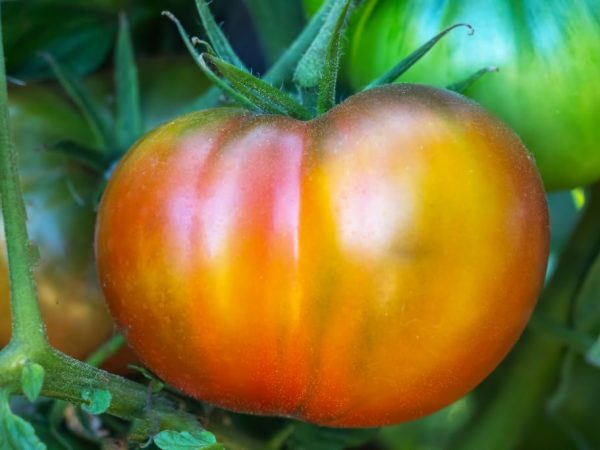 Plody paradajok sú veľké a majú jemnú pokožku