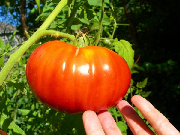 Charakteristika odrody paradajok Beefsteak