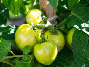 Popis Tomato Big Mom