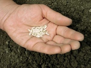 Princíp spracovania semien uhorky pred výsadbou