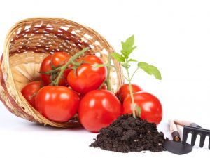 Vrchný dressing z paradajok po zbere