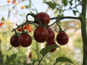 Charakteristika odrody paradajok Black Pear