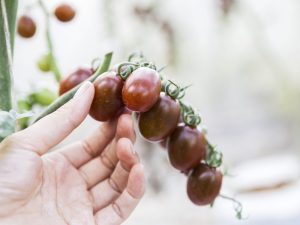 Charakteristika paradajok Black Mavr