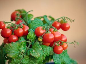Pestovanie cherry paradajok na balkóne a parapete