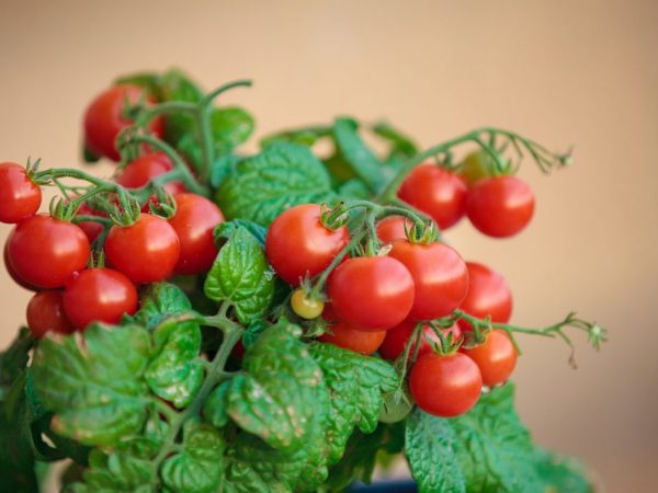 Pestovanie cherry paradajok na balkóne a parapete