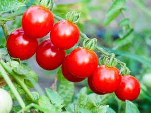 Charakteristika cherry paradajok
