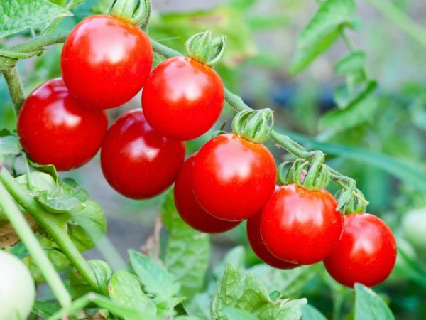 Charakteristika cherry paradajok