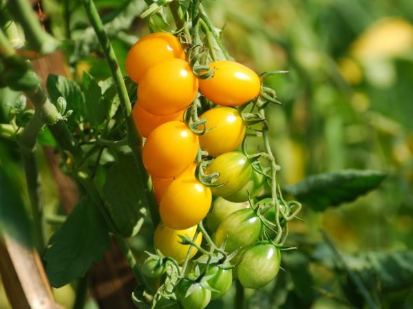 Najobľúbenejšie odrody cherry paradajok
