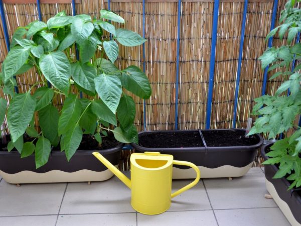 Pepper bude skvelým susedom pre paradajku