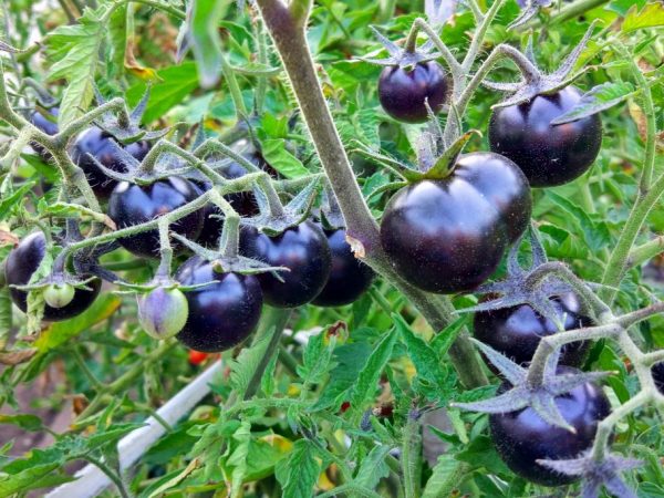 Popis paradajok De Barao Black