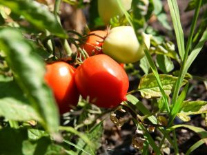 Charakteristika paradajky De Barao Giant