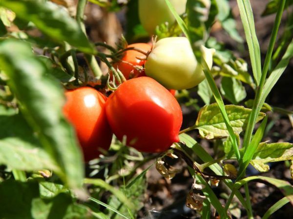 Charakteristika paradajky De Barao Giant