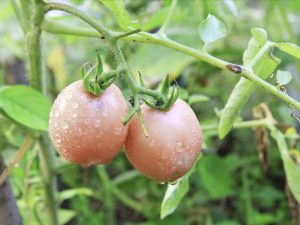 Charakteristika paradajky Tomato De Barao Pink