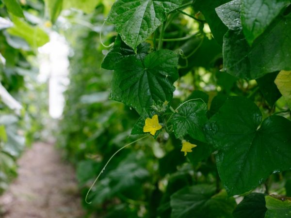 Pestovanie v skleníku prinesie dobrú úrodu