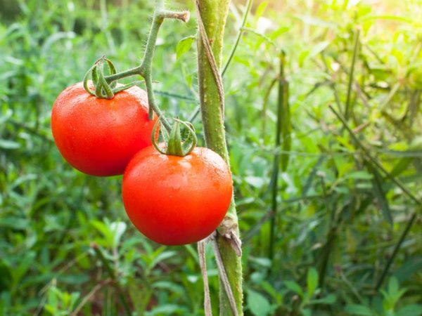 Charakteristika paradajky Dubrava