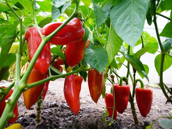 Rómska paprika