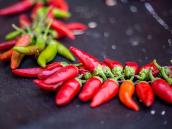 Paprika vyžaduje povinné kŕmenie
