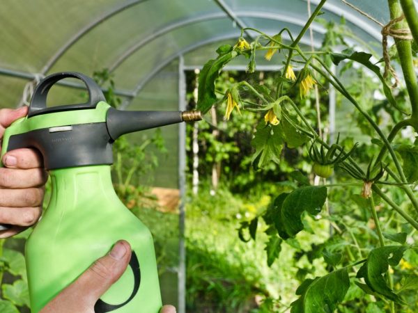Huba Phytophthora zmizne po postreku zmesou cesnaku