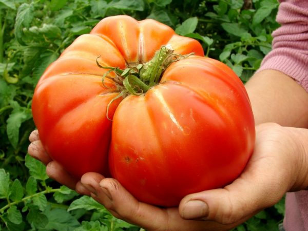 Hmotnosť jednej paradajky môže dosiahnuť kilogram