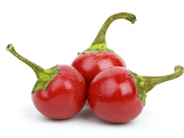 Paprika potrebuje starostlivosť