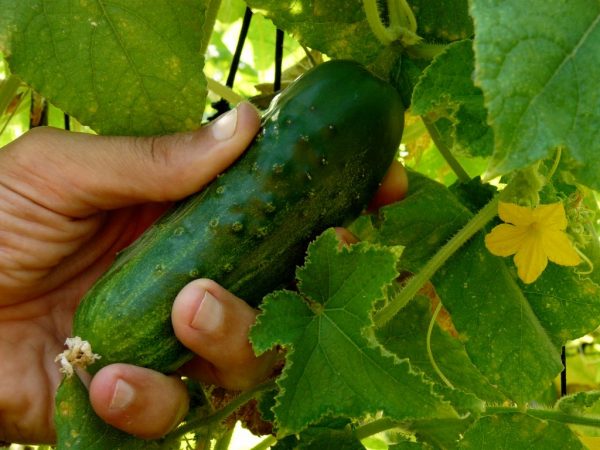 Pravidlá hnojenia uhoriek kuracím trusom