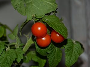 Charakteristika odrôd paradajok trpaslíka