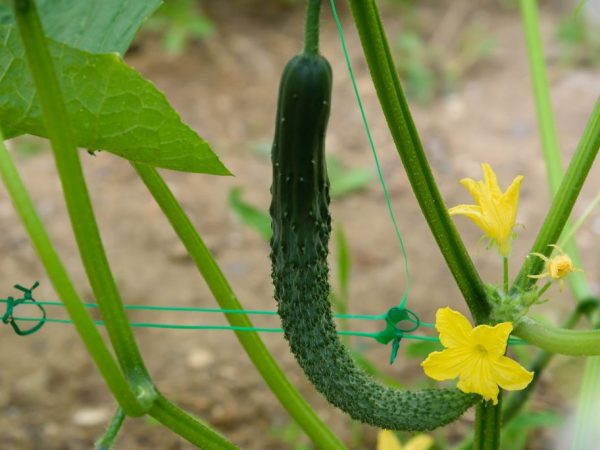 Charakteristika čínskej farmárskej uhorky f1
