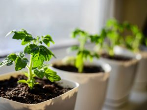 Pestovanie sadeníc paradajok na Sibíri