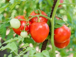 Popis Tomato Lazy